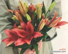 探寻百合罗宾娜的内涵与意义 百合罗宾娜