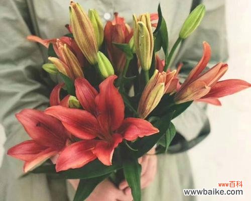 探寻百合罗宾娜的内涵与意义 百合罗宾娜