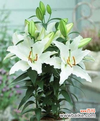 揭开百合一头的隐秘面纱 百合之美