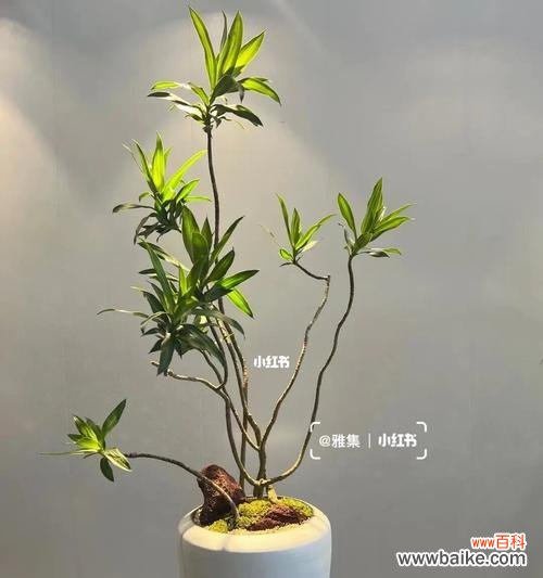 探寻百合竹花的内涵与表达 百合竹花的意义与美