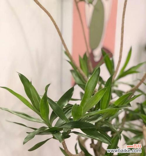 探寻百合竹花的内涵与表达 百合竹花的意义与美