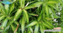 探寻百合竹花的内涵与表达 百合竹花的意义与美