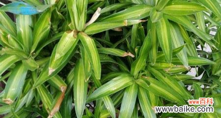 探寻百合竹花的内涵与表达 百合竹花的意义与美