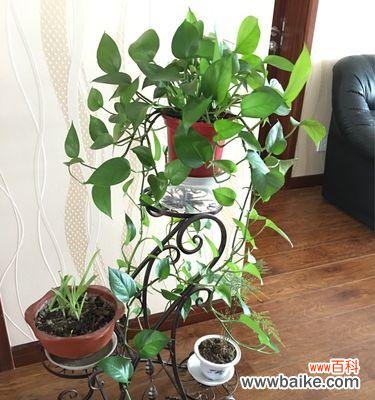 打造宜人工作环境 办公室绿萝花语