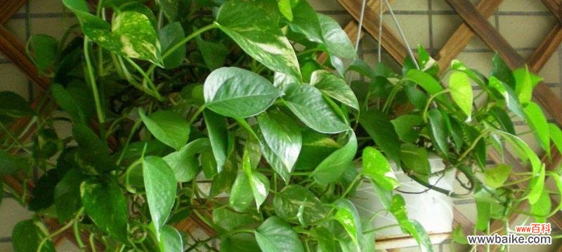 打造宜人工作环境 办公室绿萝花语