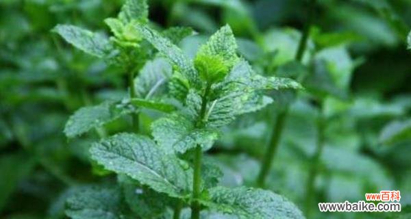 探索薄荷花的花语与寓意 薄荷花的花语之美——清新与宁静