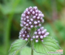 探索薄荷花的花语与寓意 薄荷花的花语之美——清新与宁静