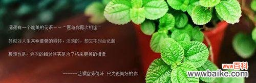 了解薄荷花的花语 薄荷花的花语