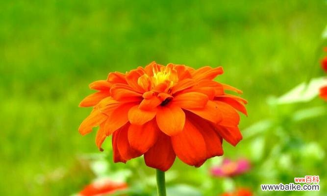 北京夏菊 夏菊花语