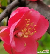 探寻玻璃海棠花所传达的爱情之美 玻璃海棠花语