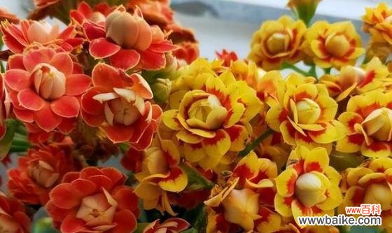 探寻长寿花不同颜色的意义 长寿花的七种颜色及其寓意