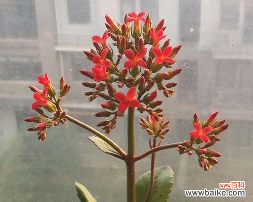 探寻长寿花不同颜色的意义 长寿花的七种颜色及其寓意