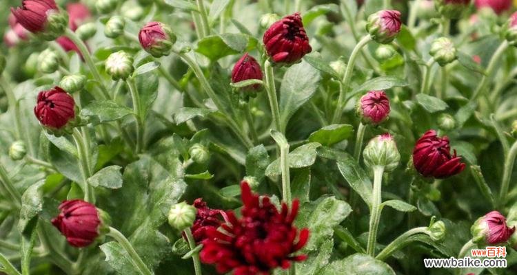 不同月份菊花花语大揭秘 一年菊花盛开,花语传情