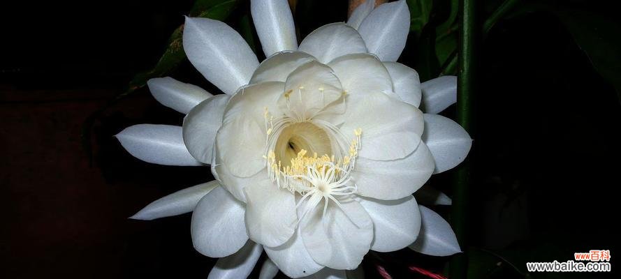 探寻昙花的多样含义及其美丽故事 昙花