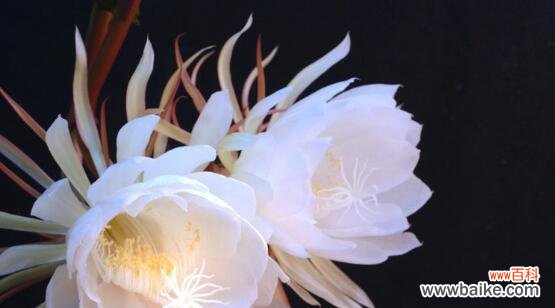 探寻昙花的多样含义及其美丽故事 昙花