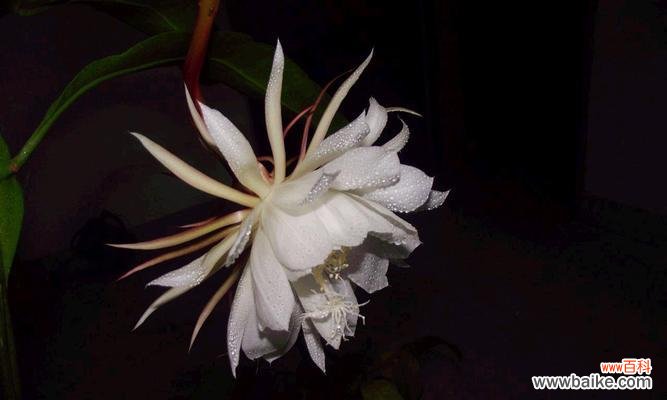 探寻昙花的多样含义及其美丽故事 昙花