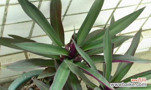 用彩叶万年青传达秋天的温暖与希望 彩叶万年青花语