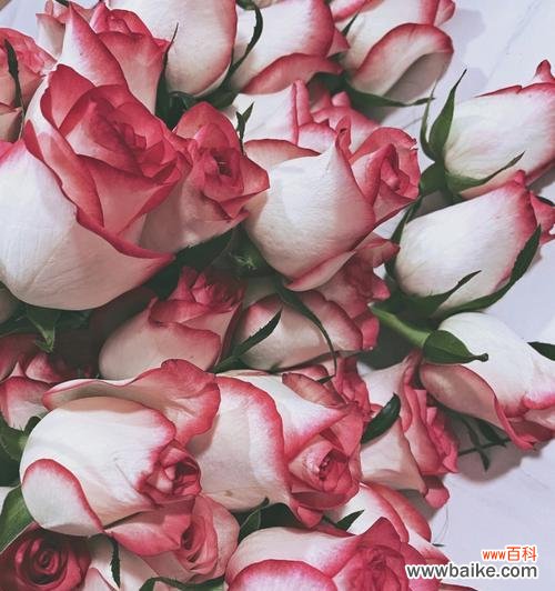 传递爱与感激之情的最佳选择 爱莎玫瑰花语与寓意