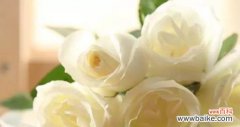 浪漫花语——白玫瑰红玫瑰的代表意思