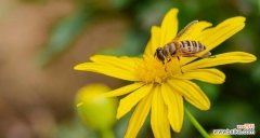 用花语传递无言情感，黄金菊蕴藏的深意 解读黄金菊的花语