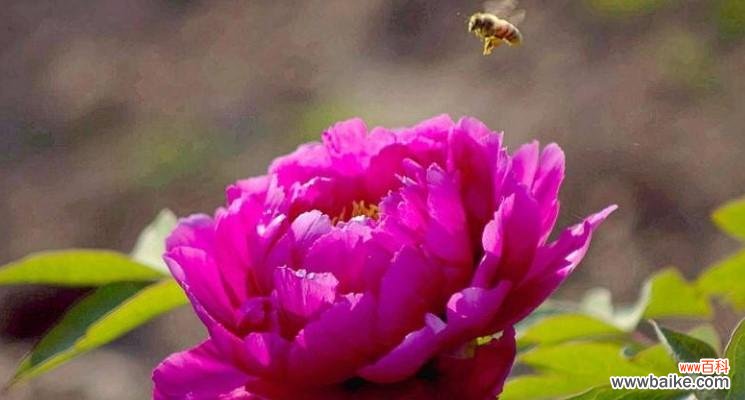 探寻花色与寓意，了解花海中的传情密码 洋牡丹花语解读