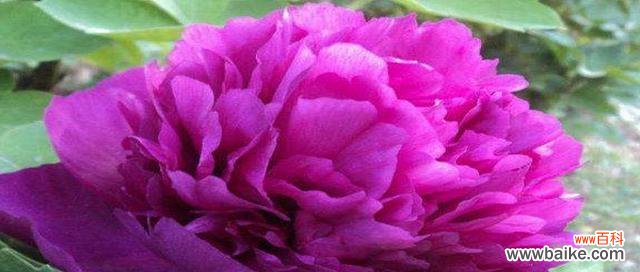 探寻花色与寓意，了解花海中的传情密码 洋牡丹花语解读