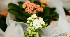 从花卉种植到市场销售，看长寿花切花的发展 长寿花切花产业的兴起