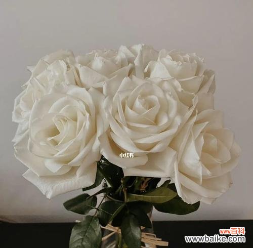 白玫瑰花语、送礼对象、适宜场合 白玫瑰的花语与适合送礼对象