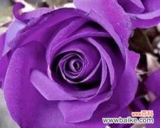 深情、神秘、尊贵的紫色玫瑰 紫色玫瑰的花语与象征