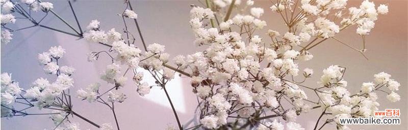 揭秘满天星花语的深刻寓意 满天星的花语与意义