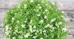 揭秘满天星花语的深刻寓意 满天星的花语与意义