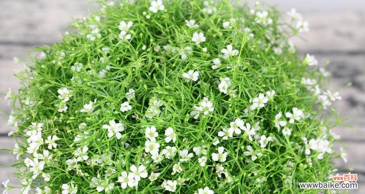 揭秘满天星花语的深刻寓意 满天星的花语与意义