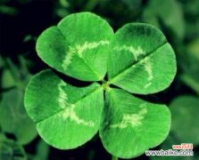 探秘四叶草的神奇与传说 四叶草的寓意和花语