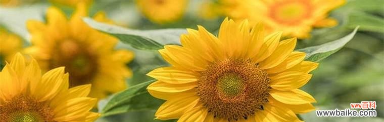 探寻向日葵背后的秘密 向日葵的象征意义与寓意