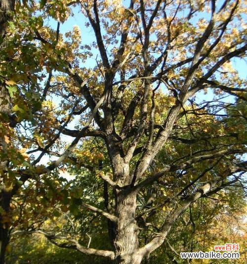 橡树在文化中的象征意义与启示 橡树