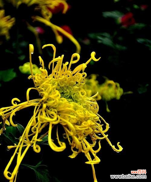 揭秘湘潭市花菊花的丰富内涵 湘潭的市花菊花的象征与寓意