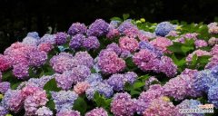 探索绣球花的寓意与象征 绣球花的象征意义与含义