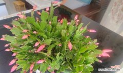 探寻蟹爪兰花语的含义和象征 蟹爪兰花语的寓意与象征