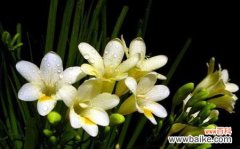 小苍兰花语言的传递和心灵的寄托 小苍兰花语象征与寓意