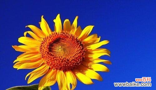 揭秘向阳花的花语 向阳花的花语与意义