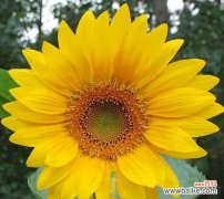 揭秘向阳花的花语 向阳花的花语与意义