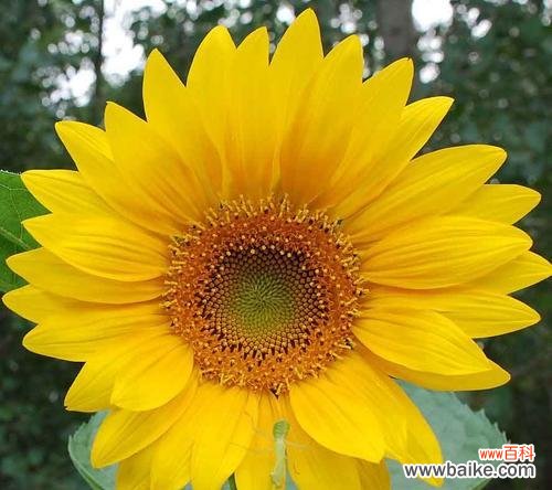 揭秘向阳花的花语 向阳花的花语与意义