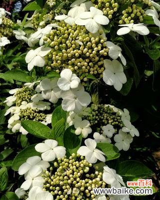 探寻琼花之美 扬州市花琼花的象征与寓意