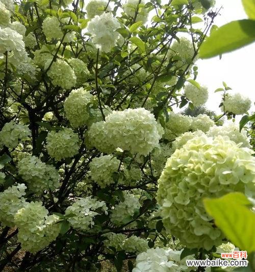 探寻琼花之美 扬州市花琼花的象征与寓意