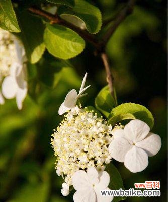 探寻琼花之美 扬州市花琼花的象征与寓意