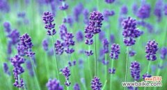 熏衣草花语的寓意及其心灵疗愈作用 熏衣草花语