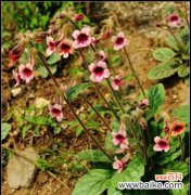 探索玄参科植物的进化奥秘与生态适应性 玄参科植物的共性特征及其生态意义