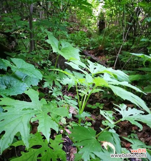 探索玄参科植物的进化奥秘与生态适应性 玄参科植物的共性特征及其生态意义