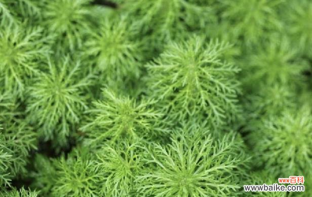 探索玄参科植物的进化奥秘与生态适应性 玄参科植物的共性特征及其生态意义