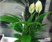 传递幸福与祝福的花语与寓意 花开一帆风顺，生活充满希望